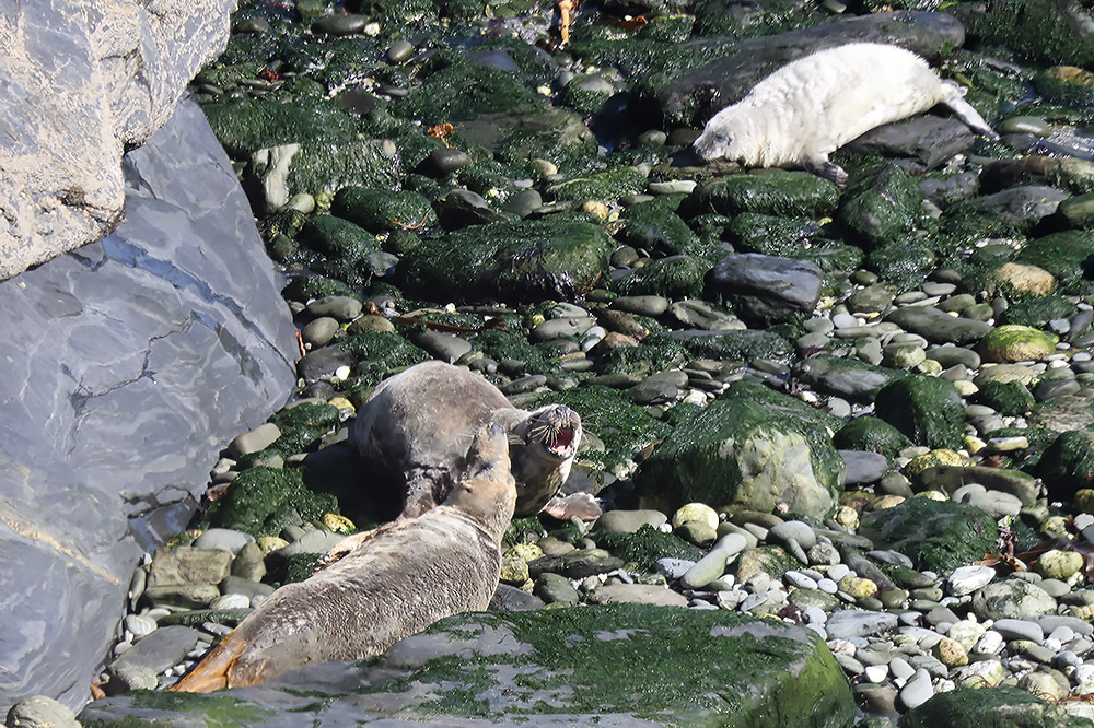 Grey seal